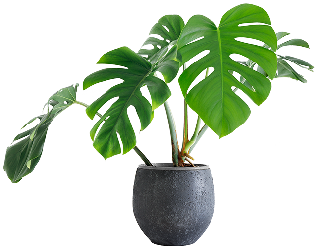 großblättrige Zimmerpflanze Monstera deliciosa in einem grauen Topf auf weißem Hintergrund